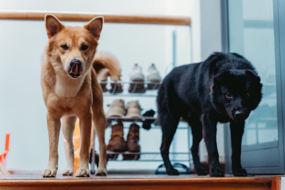 Pros and Cons of Allowing Pets in a Rental Property